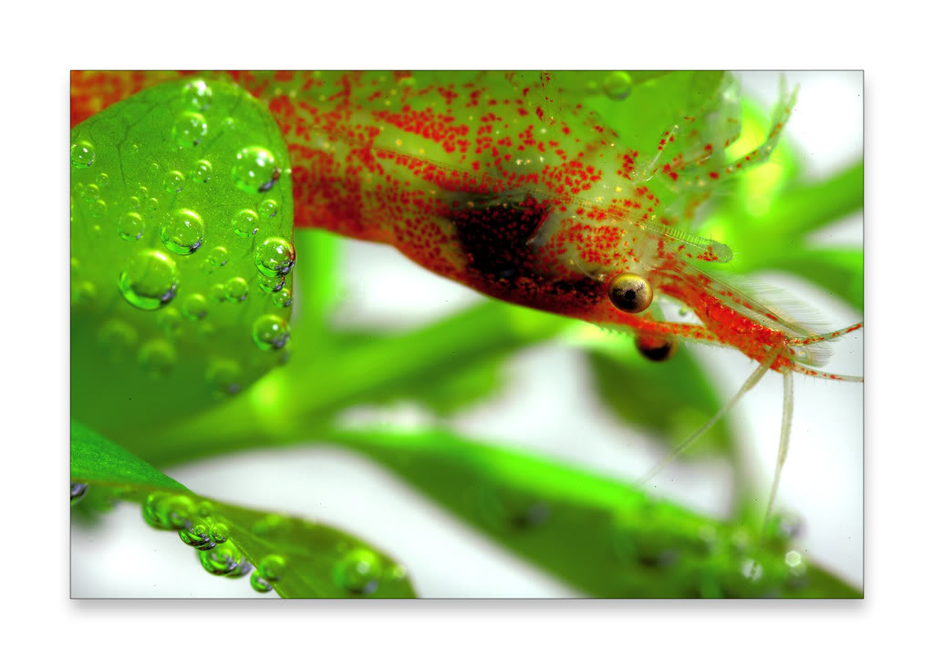 shrimpy-3.jpg