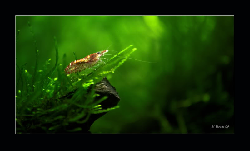 shrimpy1.jpg