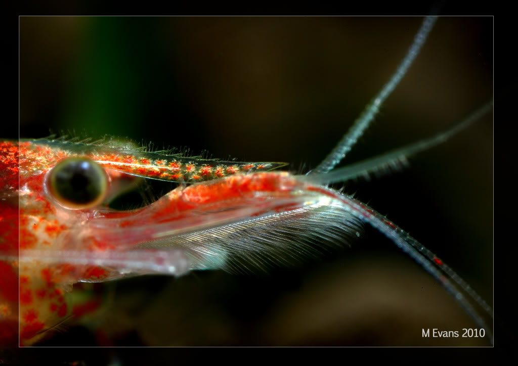 shrimpy2.jpg