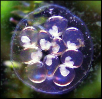 snail_eggs.jpg