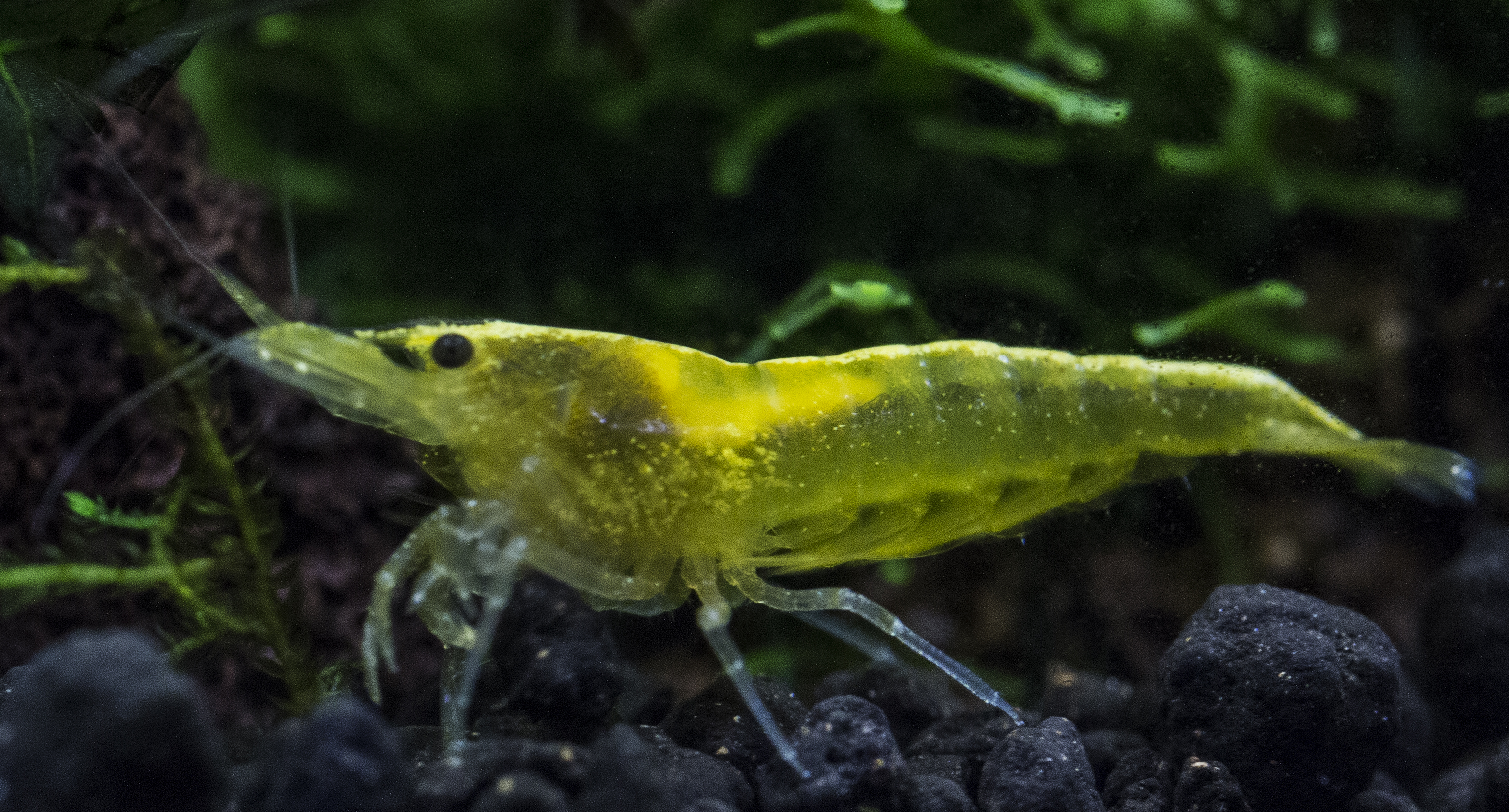 yellow shrimp 1.jpg