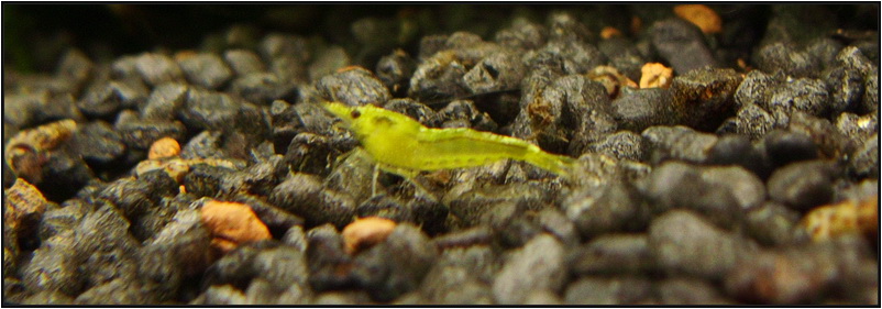 yellow_shrimp_2_1_800_rszt1310.jpg