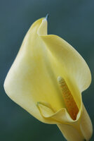 flower5.jpg