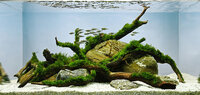 moss scape 6D sample.jpg