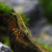 amano shrimp.jpg