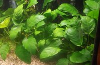 Anubias3_zpsrzwia4ww.jpg