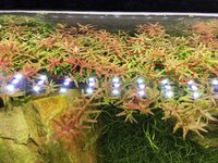 rotala.jpg