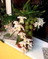 Coelogyne2017a.jpg