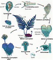 FernLifeCycle.gif