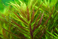 Limnophila aromatica .jpg