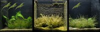 Algal-control-0-2-4-shrimps_780x250.jpg