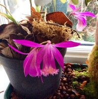 pleione_crop2016-jpg.jpg