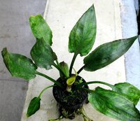 cryptocoryne-pontederiifolia-4f7a01610eb8c.jpg