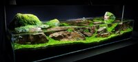 TGM-Continuity-Aquascape-by-James-Findley-34-1100x500.jpg