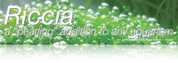 Riccia-Header.jpg