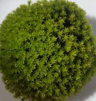 moss id.jpg