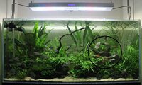 Cryptocoryne legroi.jpg