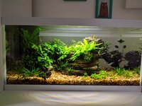 Planted Tank Gallery | UK Aquatic Plant Society