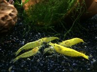 Yellow shrimp.JPG