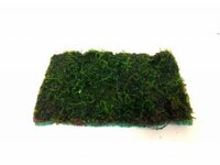 java-moss-on-net-pad-15cm-x-10cm-1478-p[ekm]300x225[ekm].jpg