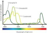 pic2_-absorbtion-spectra-300x214.jpg