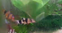 White Loach1.jpg