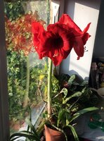 hippeastrum3.JPG