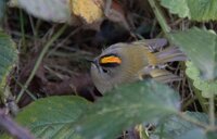 Goldcrest.jpg