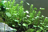 RotalaHydrocotyle.jpg