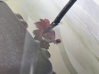 Betta hanging onto filter 2.jpg