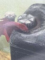 Betta hanging onto filter.jpg