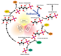 1200px-Calvin-cycle4.svg.png