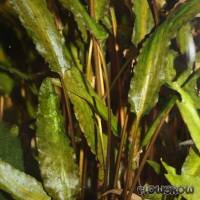 cryptocoryne-wendtii-braun-513de67b455aa.jpg