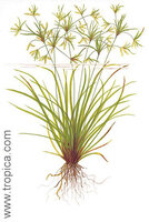 cyperus-helferi.jpg