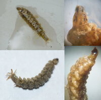 stratiomyidae20130511lmtm.jpg