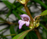 18-ix-10-hygrophila-corymbosa-siamensis-i-m-jpg.jpg