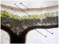 lichen_cross_section.jpg