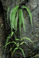 Adiantum_caudatum_Middleton_et_al_5388_PK_9632_sml.jpg