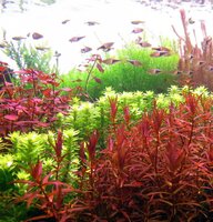 Rotala_zpsda93e60f.jpg