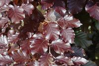 Purple-Copper-Beech-1.jpg