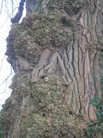 Black-Poplar-Native-Bark.jpg