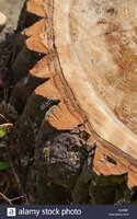 gra-section-of-a-recently-fallen-tree-stump-E61RBF.jpg