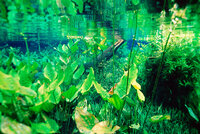 UWS178-30%20%28freshwater%20plants%29-L.jpg