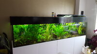 fish-tank1-jpg.jpg