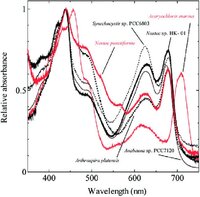 s-of-six-cyanobacterial-species-in-the-growth_W640.jpg