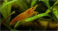 neocaridina_davidi_orange35_900_rszt140986aff.jpg