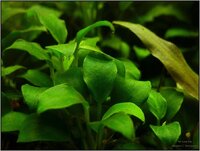 anubias_petite_900_rszt140925be11.jpg