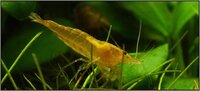 neocaridina_davidi_orange4_900_rszt1406f4485.jpg