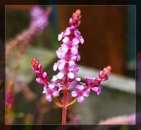 Rotala sp rotundifolia in flower..jpg