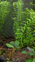 stunted-rotala.jpg